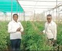 LOM C CD FB Video Tomato Hindi 1423