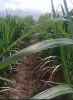 LOM C By Drips to Sugarcane FB Video Hindi 8823