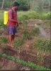 LOM C Chilli Virus Cured FB Video Hindi 8823