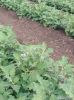 LOM C Feedback on Brinjal 2823
