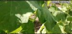 LOM C Hindi FB Video Ridge Guard 15823