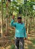 LOM C Strong Hindi FB Video Pappaya 2823
