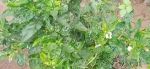LOM Watermix spraying Mirchi Virus Video 8823