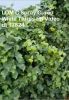 LOM C Spray Cured White Thrips FB Video dt 17824