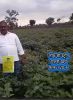 LOM C Strong Hindi FB Video Brinjal 9723