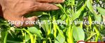 LOM C Strong Hindi FB Video Chilli fully Cured 26723