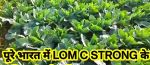 LOM C Strong Hindi FB Video Gobi Excellent growth 26723