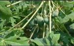 LOM C Strong Hindi FB Video Pappaya Cured 26723