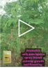 PG Moringa FB marathi 16725
