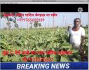 Good effect of LOM on Brinjal & Greennuts