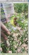 LOM good effect on Chilli crop
