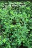 LOM C Spray Kills Insects, Crop Very healthy FB dt 14 10 23