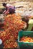 Tomato High Yield LOM C FB Video KTKA 17924