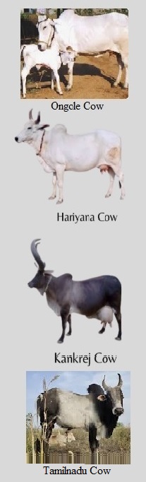 Cows in India 2