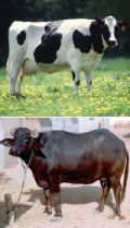Cow Buffalo