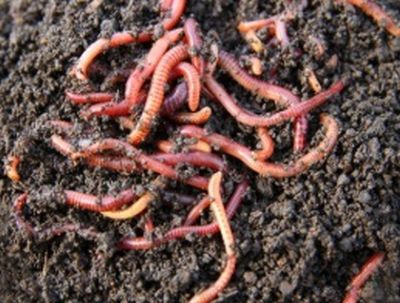 Earthworms