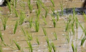 irrigated field