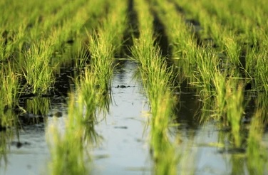 irrigated field