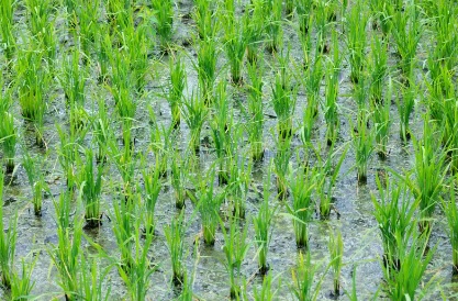 irrigated field
