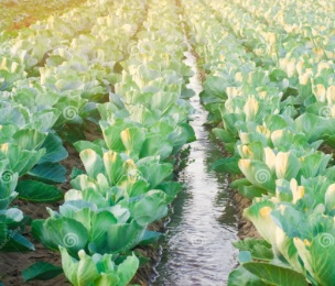 irrigated field