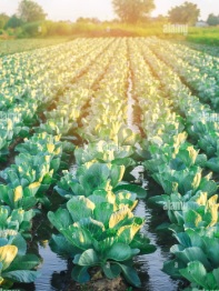 irrigated field