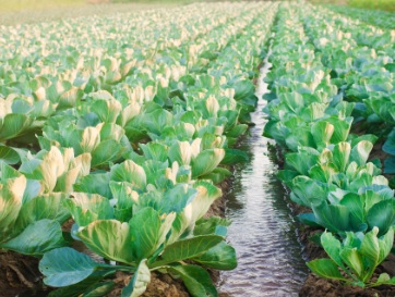irrigated field
