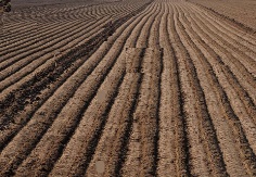 Barren Land