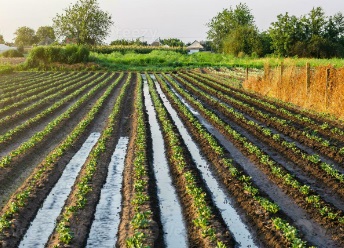 Row Plants 2