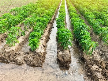 Row Plants1