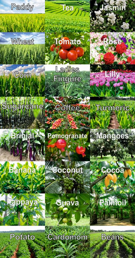 LOM Plants