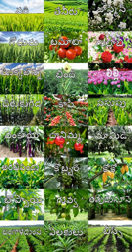 Telugu LOM  Plants