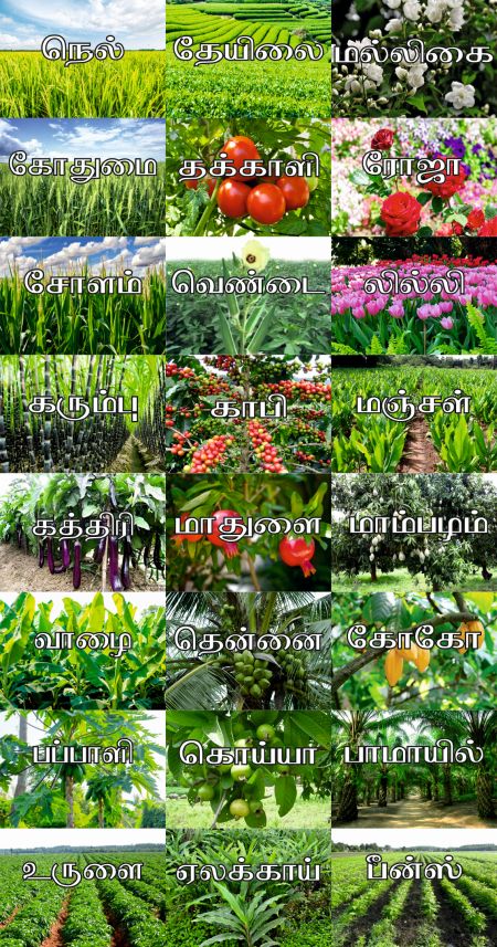 LOM Plants